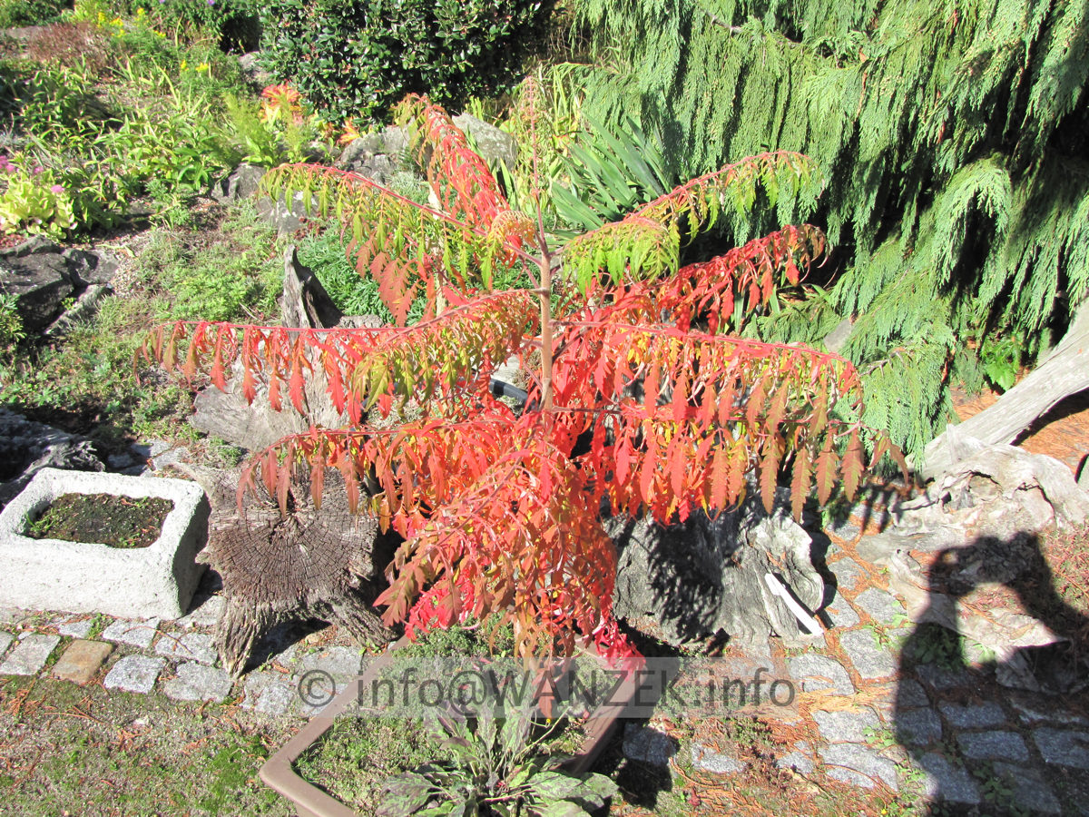 Rhus typhina Dissecta 01 Herbstfaerbung.JPG